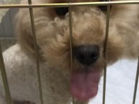 1.5 yaşında dişi poodle