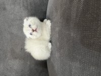 Blue Point Scottish ve Scottish Fold Yavru