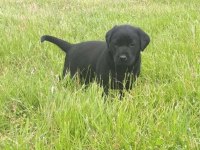 TÜRKİYENİN EN ÖZEL LABRADOR YAVRULARI 