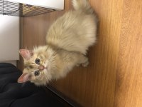 British Longhair NY25 erkek yavrumuza yuva arıyoruz.