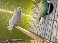 Show jumbo çift muhabbet kuşu