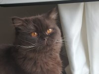 Çikolata oğlumuza yeni yuva arıyoruz british longhair