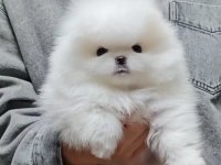 Birinci Sınıf Pomeranian Boo