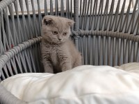 Scottish fold lilac