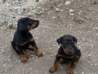 Kızıl ve siyah doberman yavrular