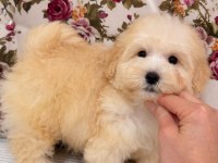 MALTİPOO PUF PUF ERKEK