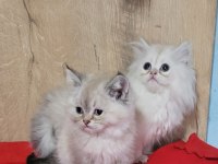 MÜKEMMEL ERKEK BRİTİSH YAVRULAR