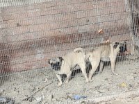 Hamile pug mobs dişi krem renk
