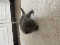British shorthair kedimiz
