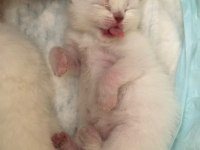 British shorthair miniğimize yuva arıyoruz