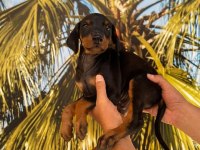 KING DOBERMAN YAVRULARIMIZ HAZIRDIR