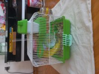 Hamster sahiplendirilecek eşyalariyla birlikte