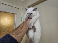 Scottish fold