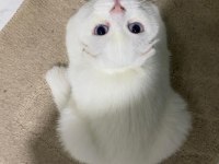 Sevimli Scottish Fold
