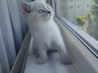 British Shorthair Yavru (Dişi)