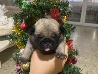 Yavru pug mops