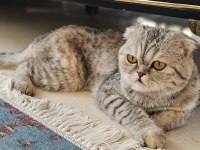 Dişi scottish fold kedimiz