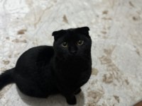 Çok akıllı temas bağımlısı scottish fold