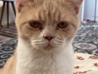 British Shorthair Bicolor Erkek