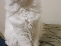BEYAZ ALALI ÇOK GÜZEL 3 AYLIK KEDİMİZ