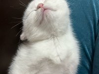 Yavru british shorthair kedilerimiz sahiplendirilecek