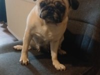 PUG KIZIMIZA EŞ ARIYORUZ (DETAYLAR İÇERİDE)