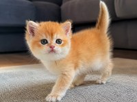 Ankaranın en seçkin golden brirish yavruları