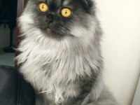 Scottish fold Balım a yeni sahip