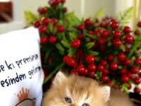 Golden ny12 british longhair