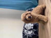 Toy poodle