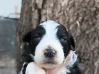 Border collie yavrularımız