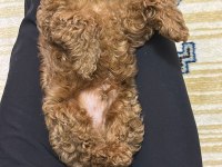 Poodle köpeğim 50 günlük