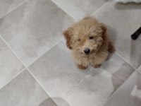 Toy poodle