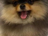 Pomeranian boo 45 günlük