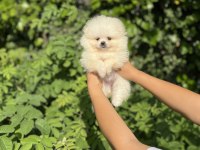 Üst Kalite Pomeranian Boo Bebekler