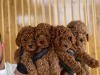 Toy Poodle Yavruları