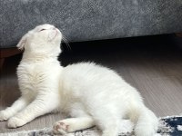 Evin huzuru beyaz prenses kediler