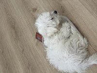 Sevimli yavrumuz yeni sahibini arıyor maltipoo