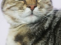 Ücretsiz sahiplendirme British Longhair