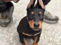 2 Aylık İsteğe Göre Estetikli Doberman Yavrularım