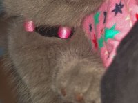 Tatlı mı tatlı british shorthair kedisi