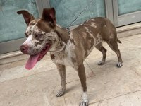 6 aylık merle color köpeğimiz