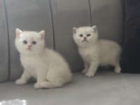 Kediler için wp iletişime geçin