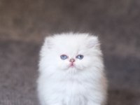 Orjinal silver ful taşıyıcı As1133 dişi British Longhair