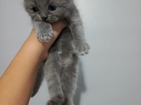 40 günlük scottish fold