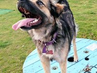 Ücretsiz sahiplendirme köpeğimiz