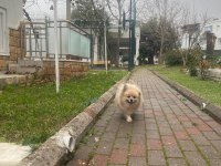 Pomeranian boo erkek anne baba şecereli
