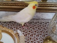 Sarı sultan papağanı