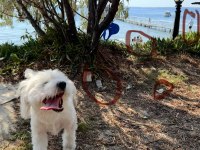 2 yaşında tüm eşyalarıyla aşıları tam erkek maltese