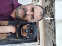 Macar koca kafa rottweiler yavrumuz